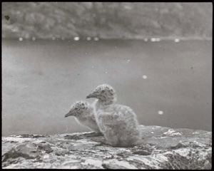 Image of Two Glaucous Gull Chicks